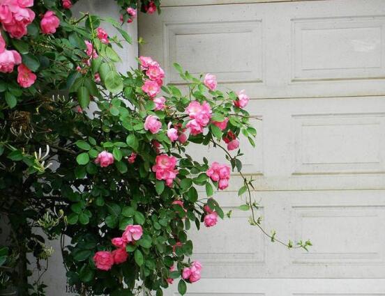 薔薇花栽種，薔薇花栽種方法