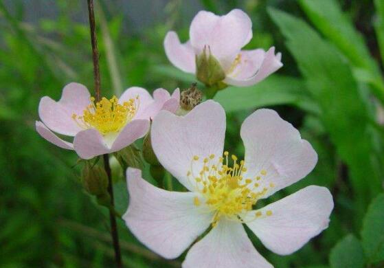 薔薇花栽種，薔薇花栽種方法