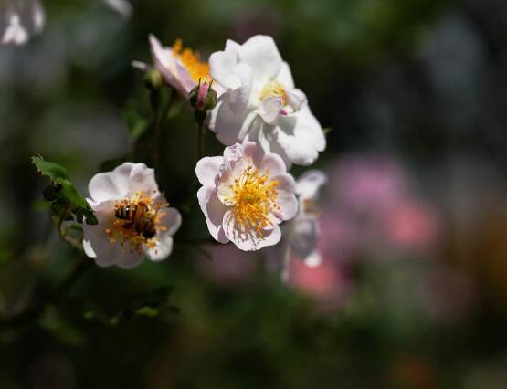 薔薇花修剪，薔薇花五點(diǎn)修剪小步驟