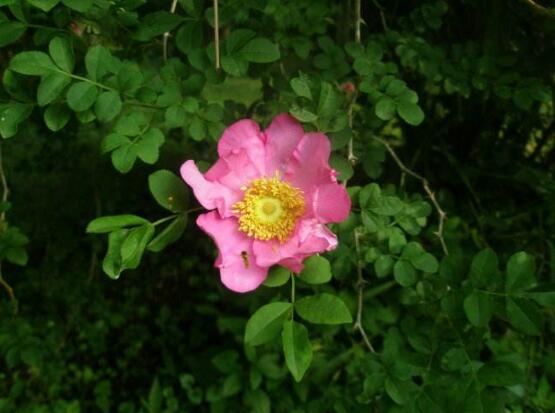 薔薇花的種類，薔薇花最受歡迎八大品種