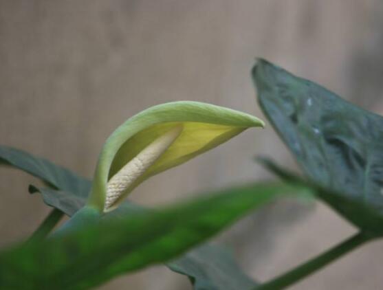 滴水觀音開花的寓意，寓意著花開富貴、合家幸福