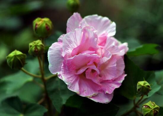 芙蓉花什么時候開，芙蓉花一年開幾次花