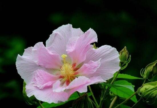 芙蓉花什么時候開，芙蓉花一年開幾次花