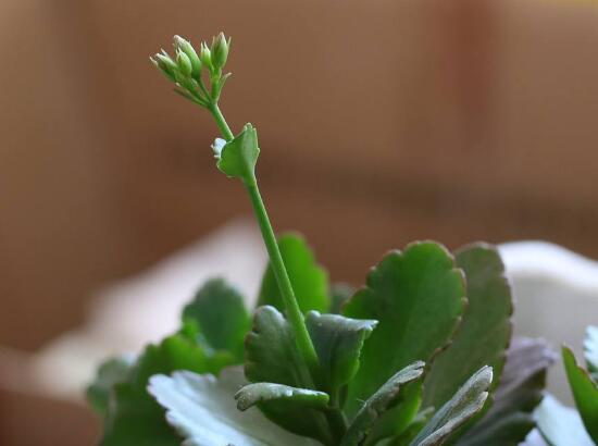 長壽花為什么不開花，長壽花不開花怎么辦