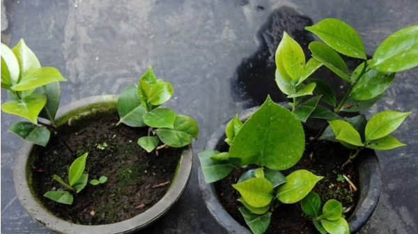 怎樣嫁接繁殖茶花