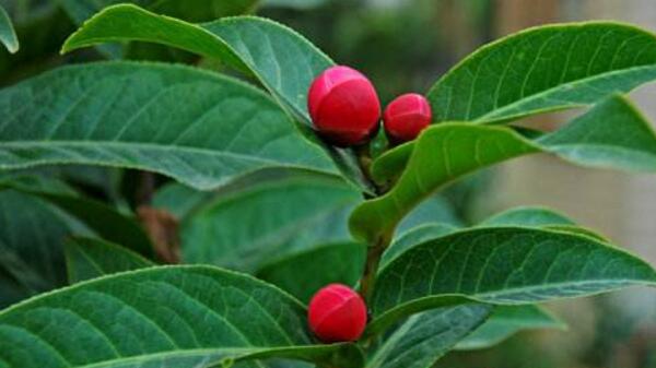 茶花怎樣進行播種繁殖