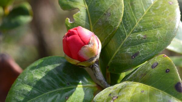 茶花為什么有蕾不開花