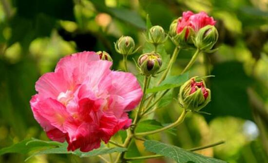 芙蓉花怎么繁殖，芙蓉花的扦插方法