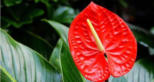 紅掌蟲害及防治辦法，紅掌病害及防治辦法