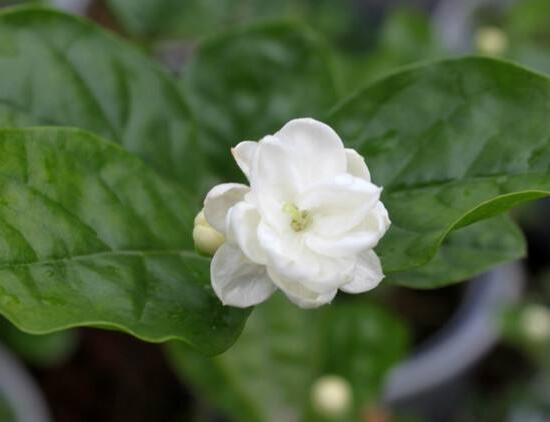 梔子花開花時間多久，梔子花一年開幾次花