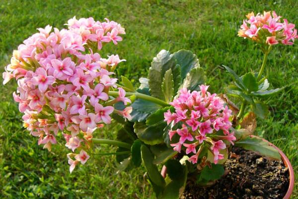 夏季怎樣養(yǎng)長壽花，長壽花夏季養(yǎng)殖方法