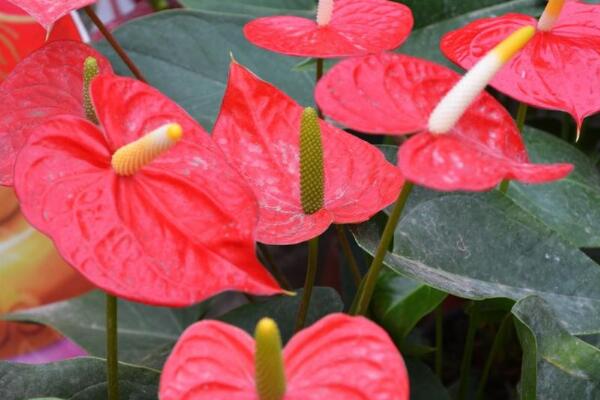 紅掌冬季怎么養，冬季紅掌的養殖方法