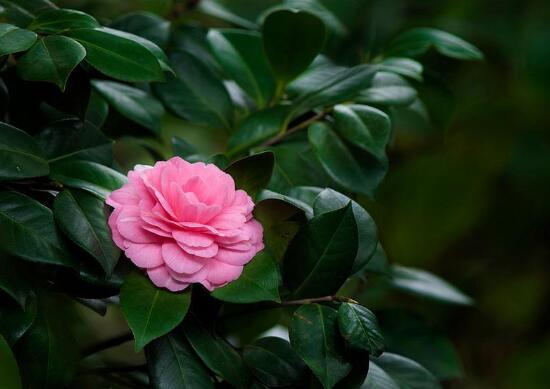 茶花葉子長(zhǎng)黑斑是怎么回事，茶花葉子長(zhǎng)黑斑怎么辦