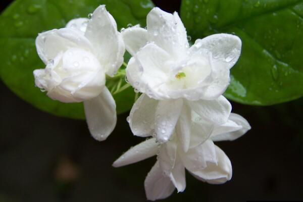 茉莉花葉子發黑怎么回事，最常見3種原因及處理方法