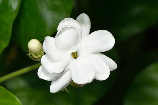 茉莉花葉子發黑怎么回事，最常見3種原因及處理方法