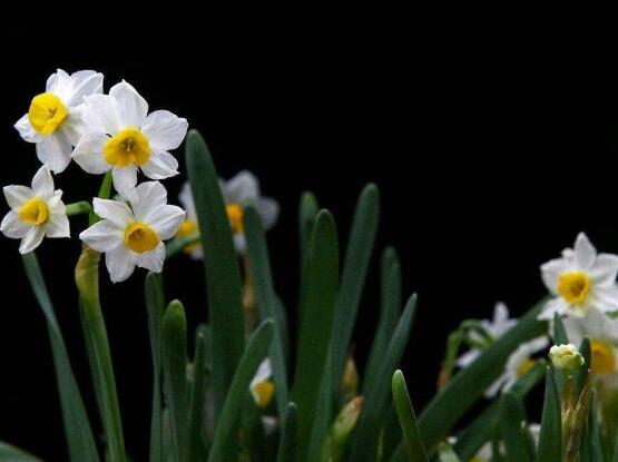 水仙花什么季節開花，水仙花花期在冬季開放