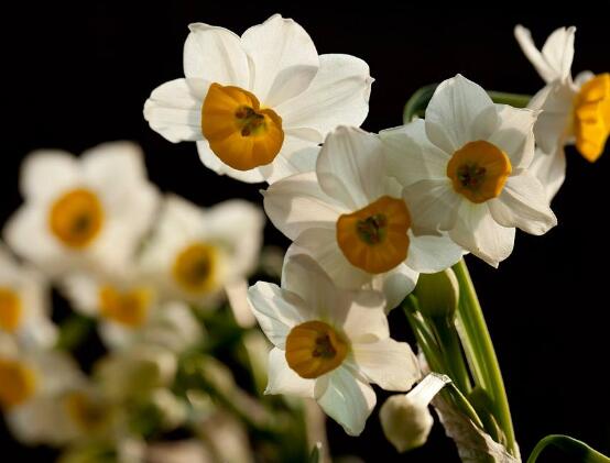 水仙花什么季節開花，水仙花花期在冬季開放