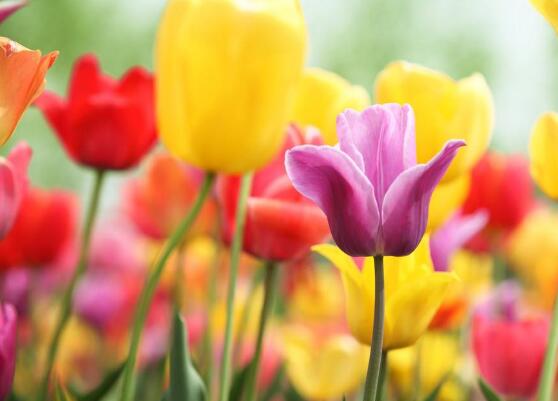 郁金香什么時候開花，每年3-5月開花