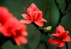 杜鵑花施什么肥最好，黑山土特別適合植物生長