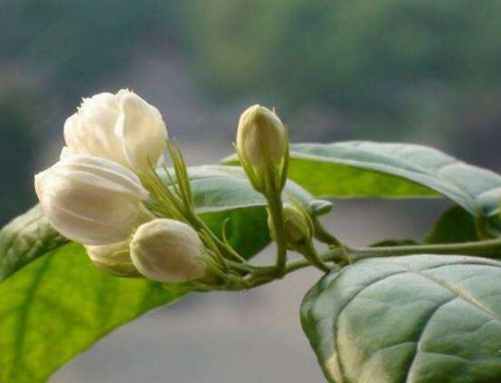 梔子花和茉莉的區別，教你三種簡單區別方法(花期/花葉/果實)