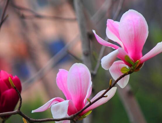 玉蘭花花語，代表著高潔、芬芳，純潔的愛，感恩