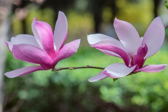 玉蘭花花語，代表著高潔、芬芳，純潔的愛，感恩