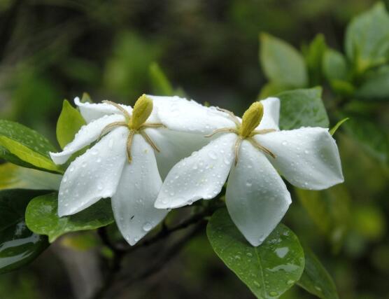 最美梔子花圖片欣賞，潔白無瑕、芳香素雅