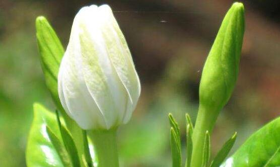 最美梔子花圖片欣賞，潔白無瑕、芳香素雅