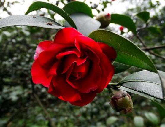 山茶花幾月開，十月始花、翌年5月份終花