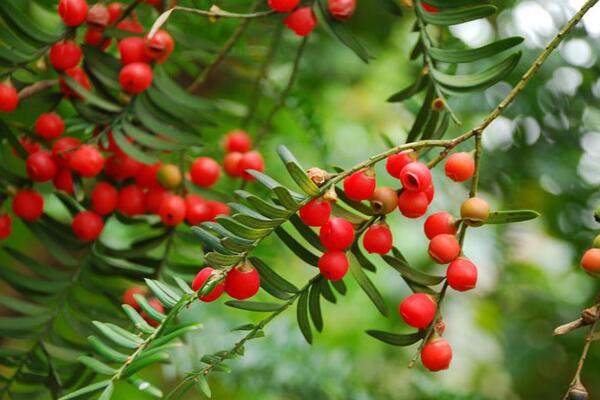 紅豆杉公母有什么區別，四大不同來區分