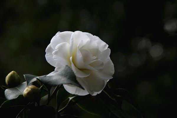 茶花葉子干枯怎么辦，四種原因以及解決辦法