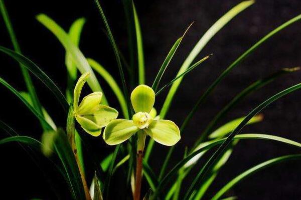 蘭花花苞發黑脫落怎么辦，多是施肥量大、澆水過多