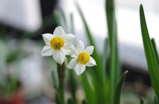 水仙花水培養殖方法，教你三種簡單可行的方法