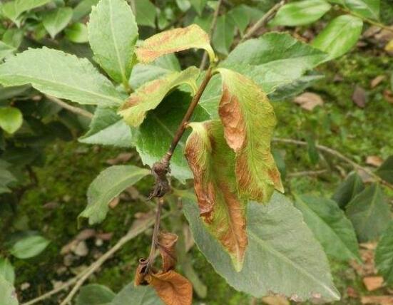 山茶花的病蟲害防治，盤點四種病蟲害防治方法