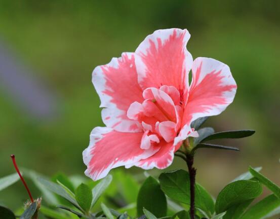 杜鵑花葉子干枯怎么辦，四種原因以及解決辦法