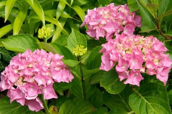 繡球花扦插方法和時間，春秋兩季最適合桿插