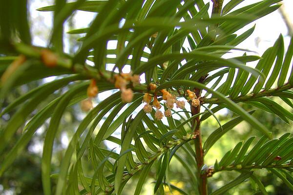 家里養紅豆杉吉利嗎，代表健康、長壽和不朽