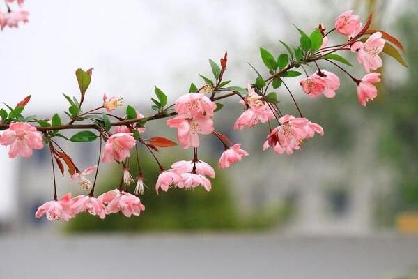 海棠花根爛了怎么辦，找到原因正確處理