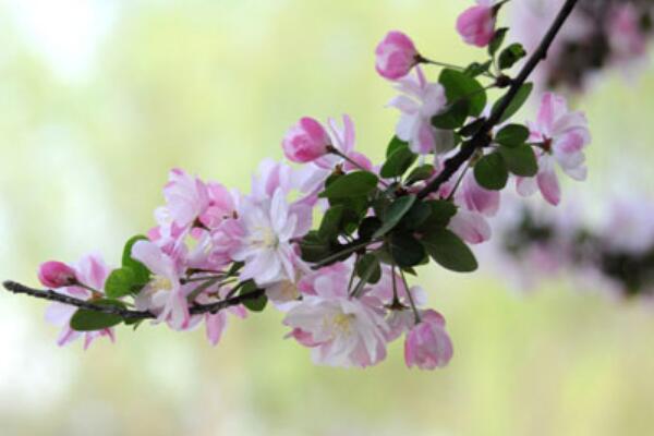 海棠花根爛了怎么辦，找到原因正確處理