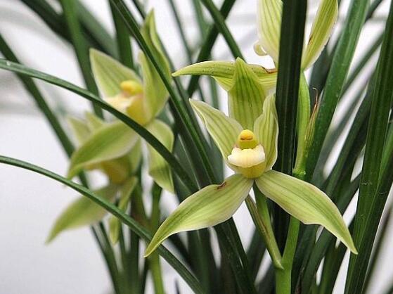 家里養蘭花有什么好處，凈化空氣、生津止渴，緩解疲勞