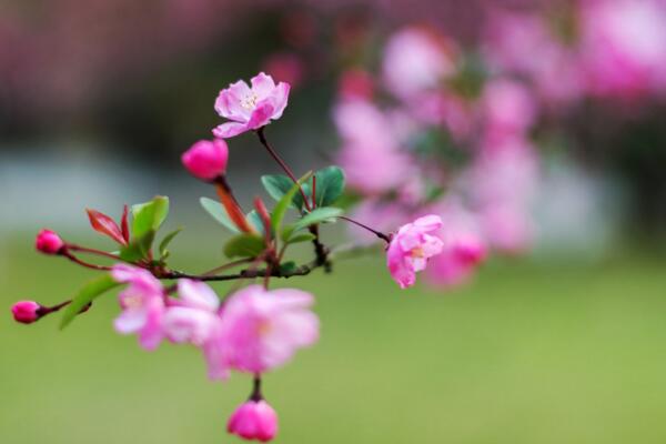 海棠花的花語是什么，海棠花代表的四種意思