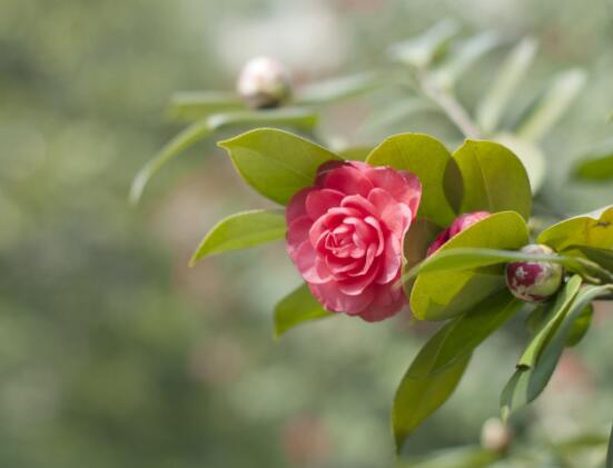 家里為什么不能養茶花，寓意對家人和自己不好(兇兆)