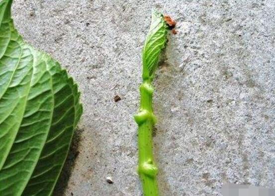 繡球花夏天可以扦插嗎，抑制生根、存活慢(不適宜)