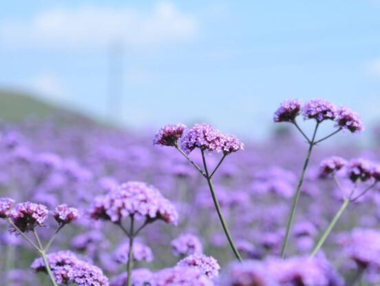 薰衣草精油的功效與用法，美容養(yǎng)顏、舒緩心情