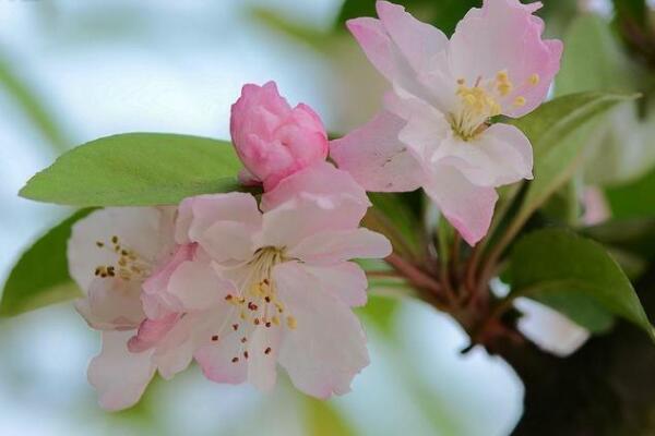 海棠花爛莖了怎么辦，爛莖原因以及解決方法