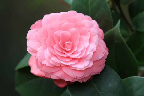 山茶花的寓意是什么，山茶花花語：理想的愛、謙讓