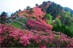 杜鵑花冬天能開花嗎，適宜的環(huán)境一年四季可