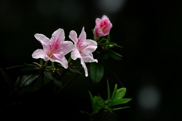 杜鵑花冬天能開花嗎，適宜的環境一年四季可以開花