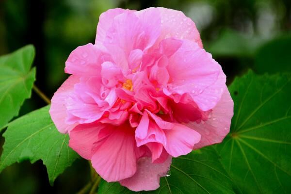 芙蓉花葉子蔫了怎么辦，找到原因立即處理