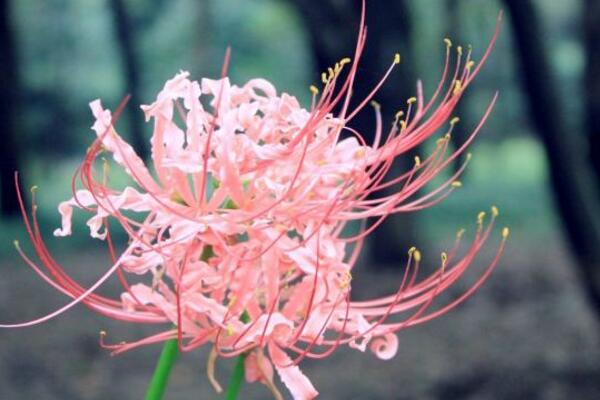 彼岸花的花語是什么，在不同國家有著不同的花語